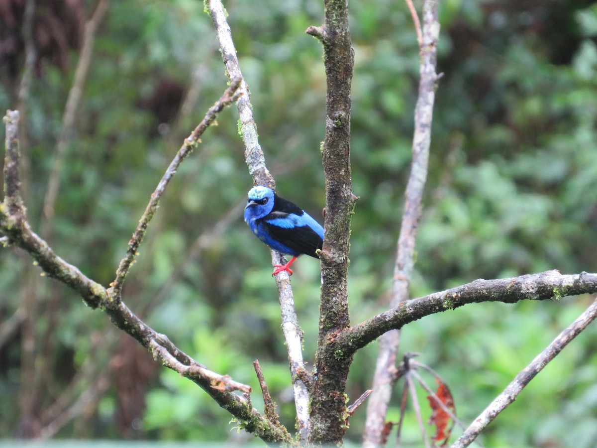 Mielerito Patirrojo - ML647002803