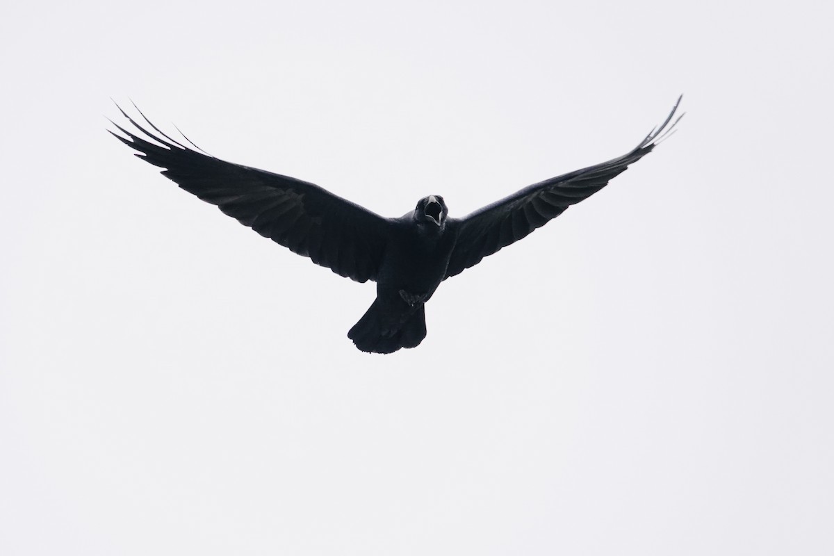 Common Raven - ML647002806