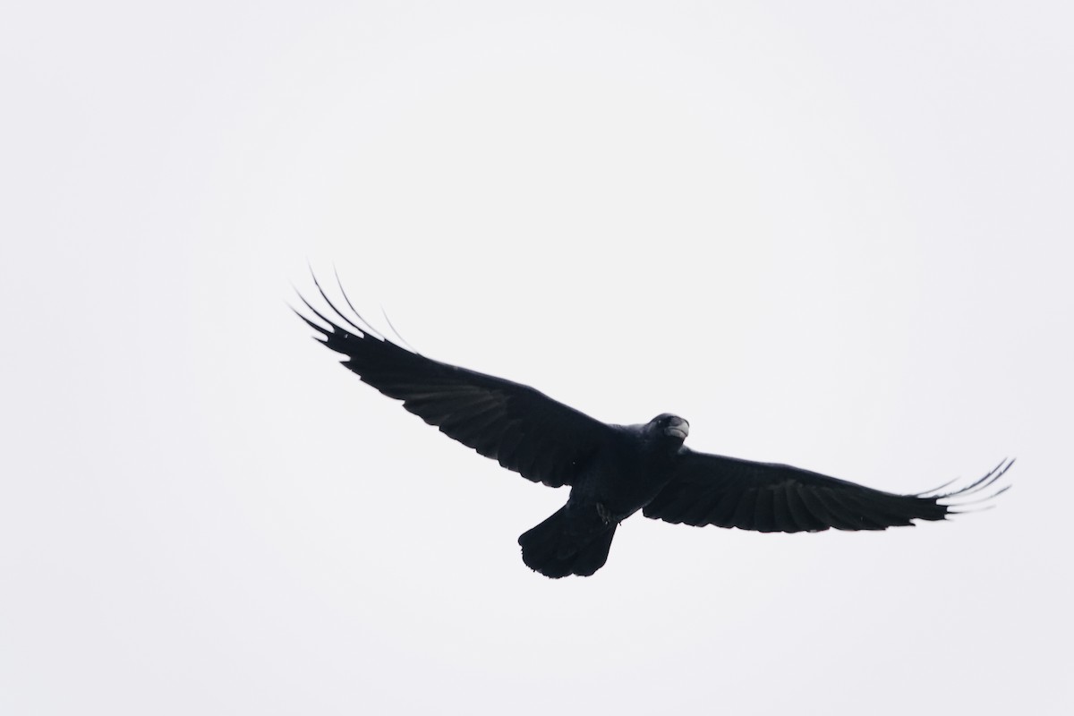 Common Raven - ML647002807