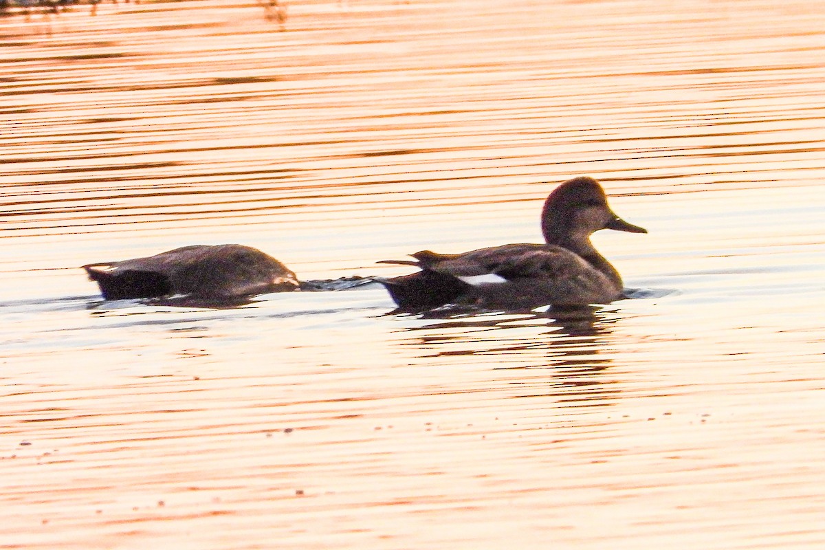 オカヨシガモ - ML647002809