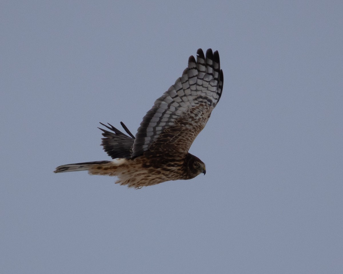 Northern Harrier - ML647002811