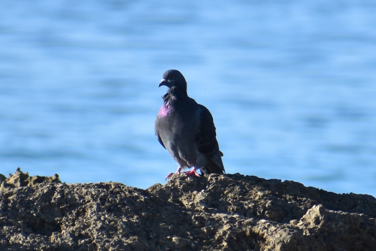 Rock Pigeon (Feral Pigeon) - ML647002815