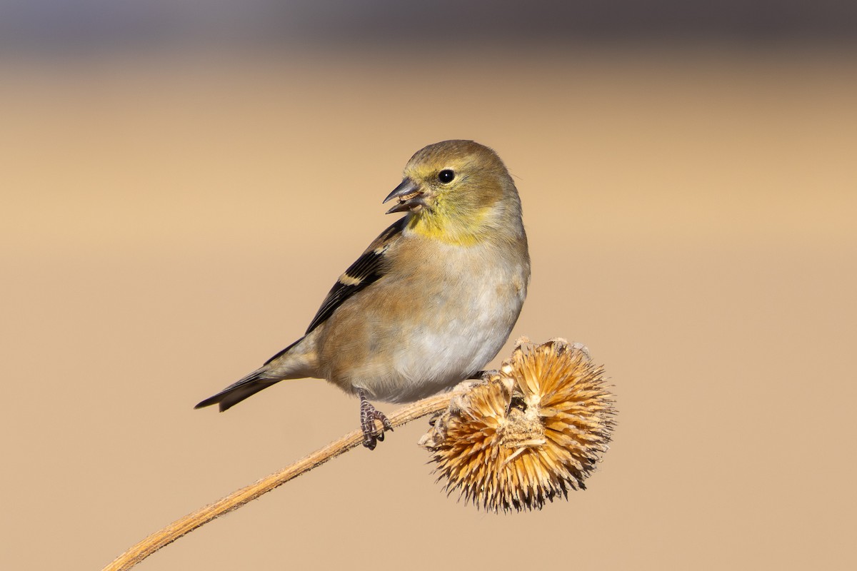 American Goldfinch - ML647002819