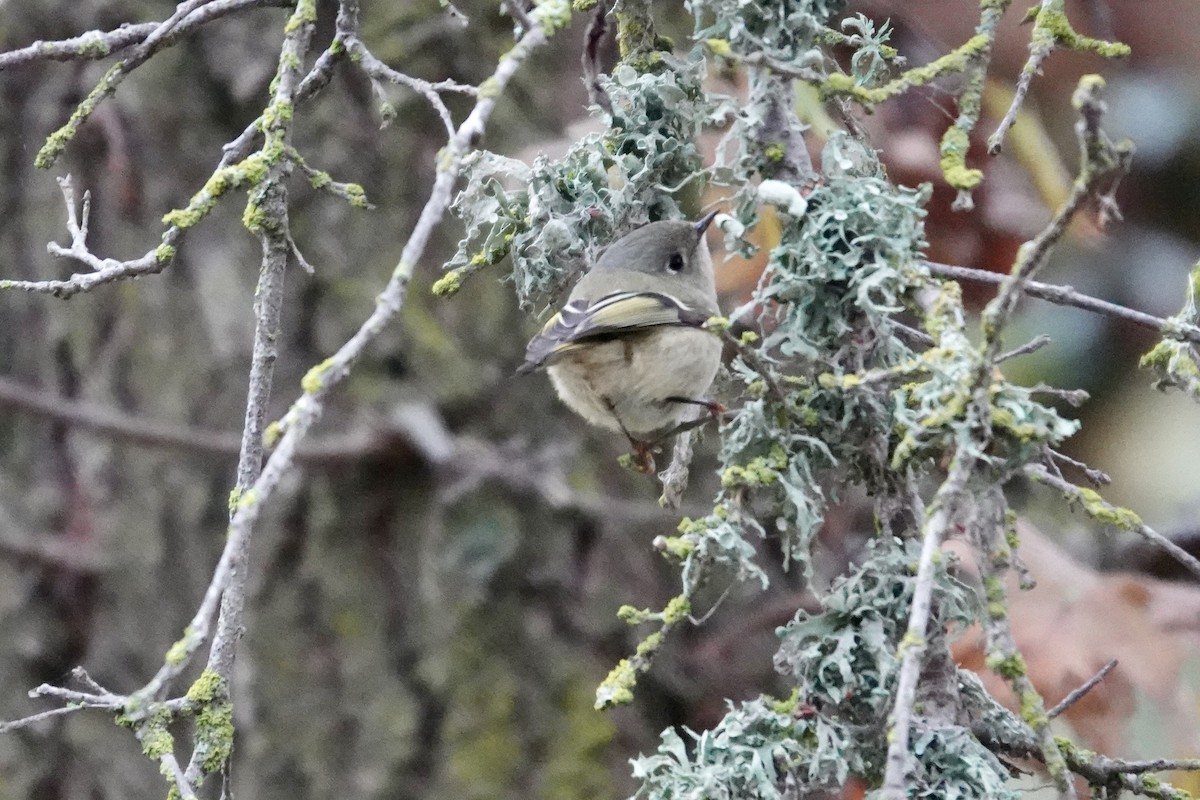 Ruby-crowned Kinglet - ML647002820