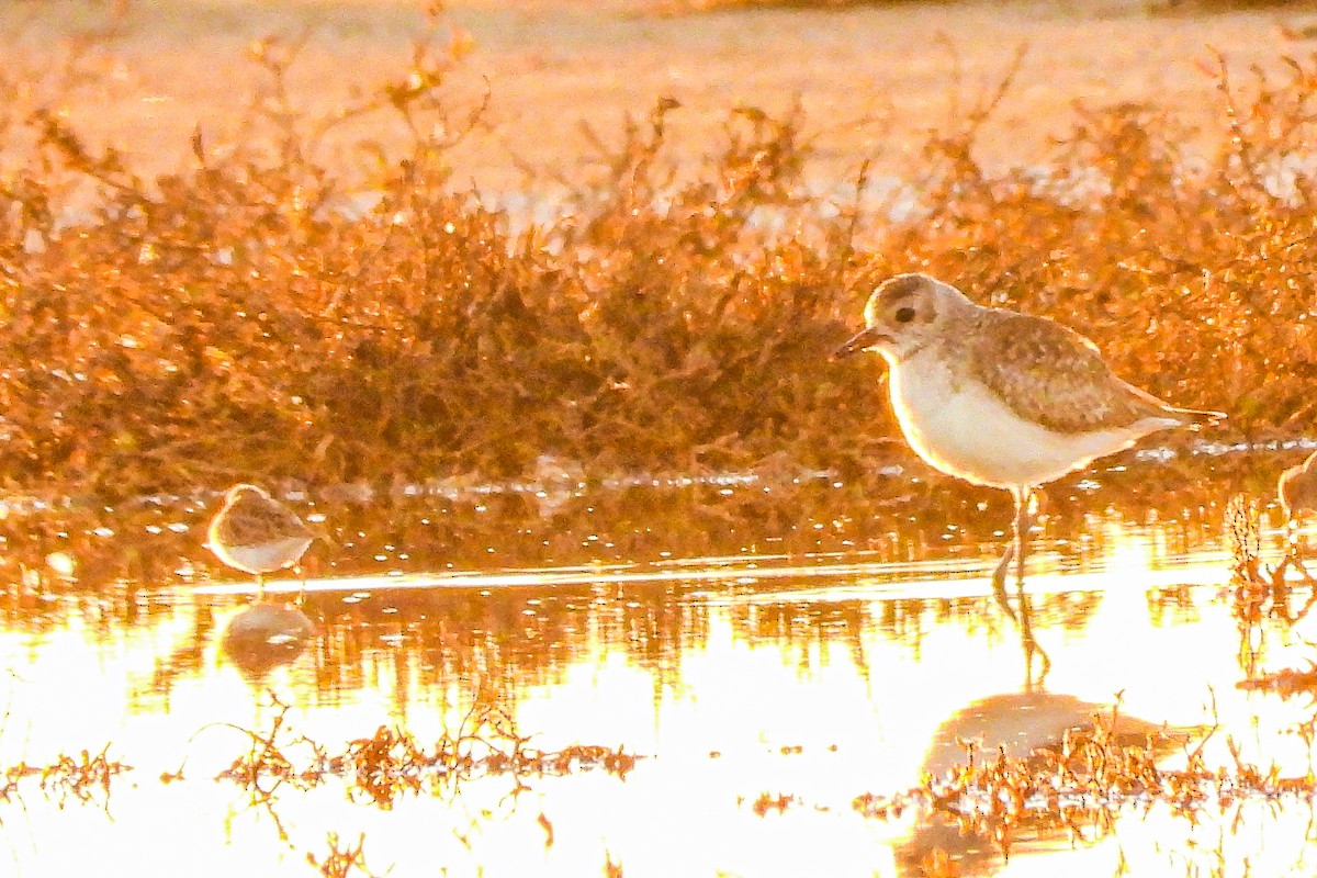 灰斑鴴 - ML647002822