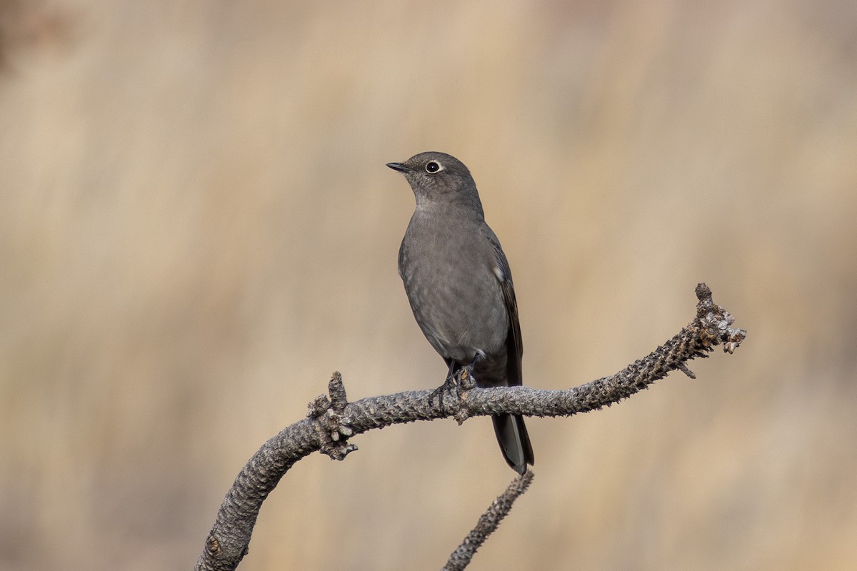 Townsend's Solitaire - ML647002823