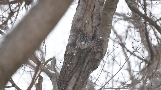 Eastern Screech-Owl (Northern) - ML647002824