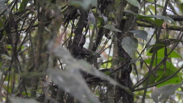 Тріскопліт рудолобий - ML647002826