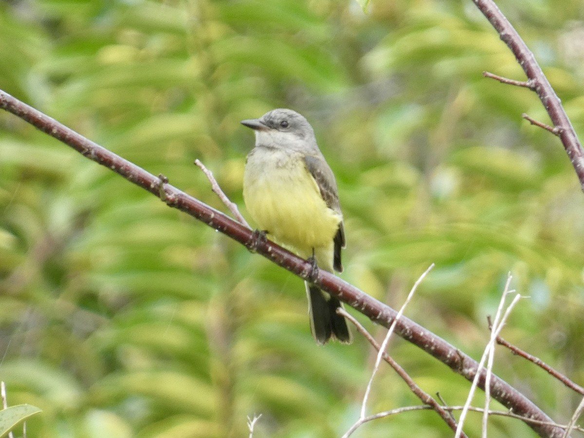 Western Kingbird - ML647002827