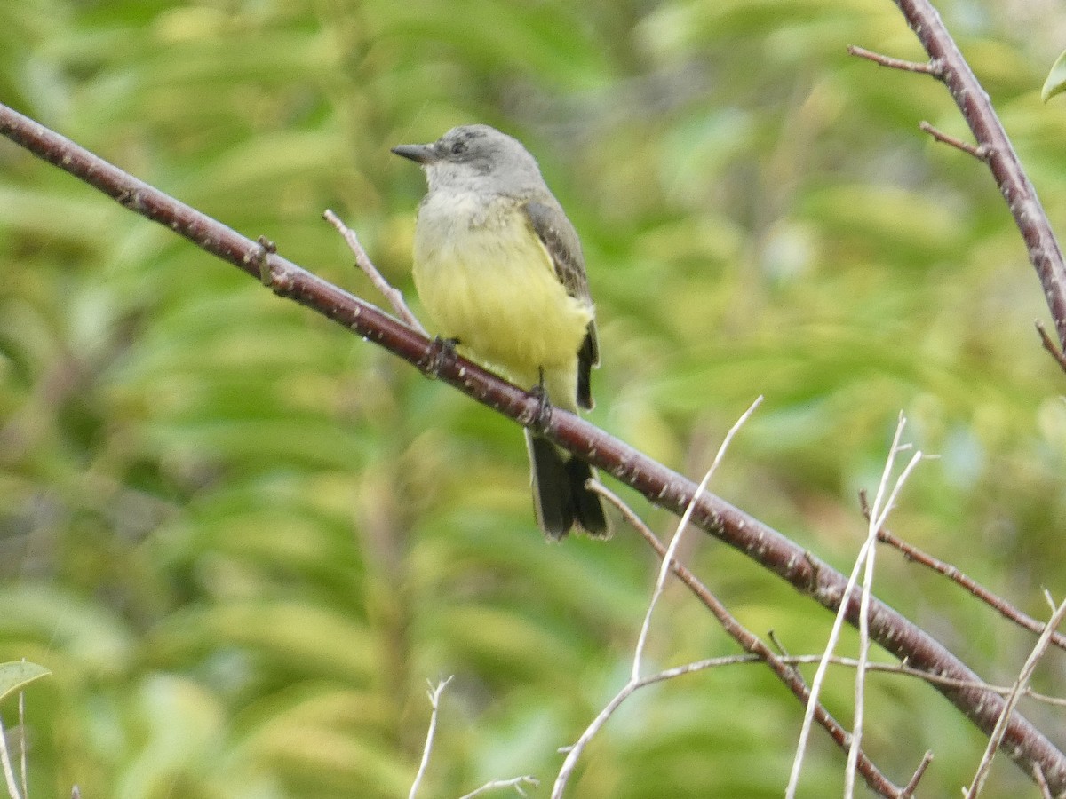 Western Kingbird - ML647002828