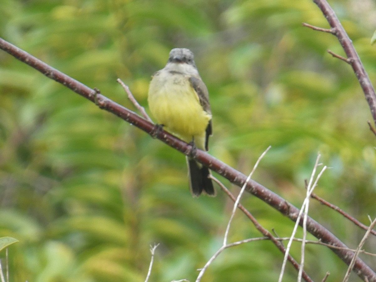 Western Kingbird - ML647002829