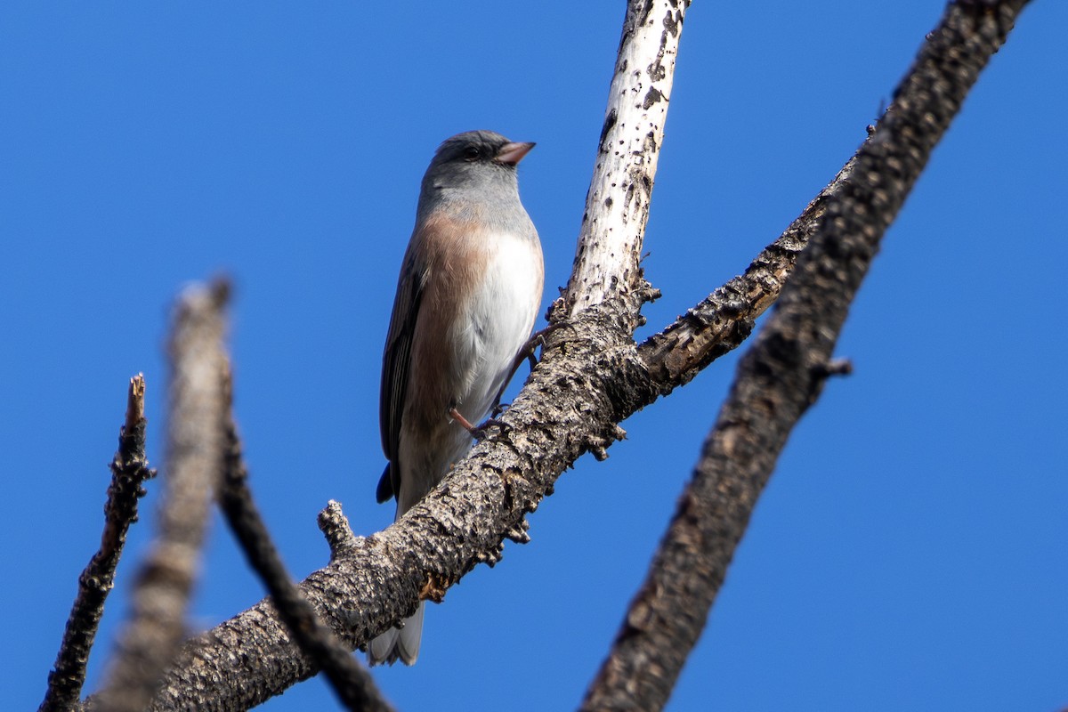 Dark-eyed Junco (Pink-sided) - ML647002830
