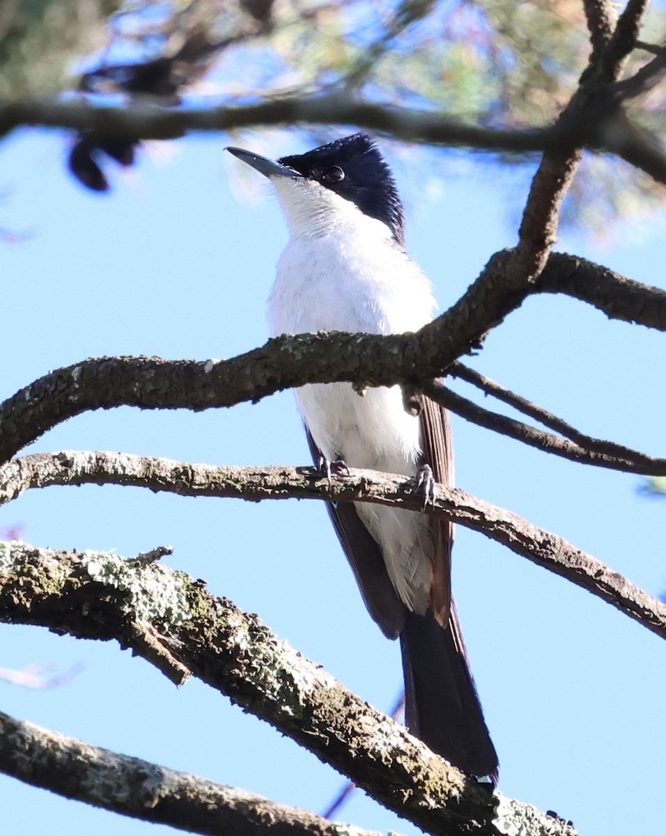 Белогрудая миагра - ML647002831