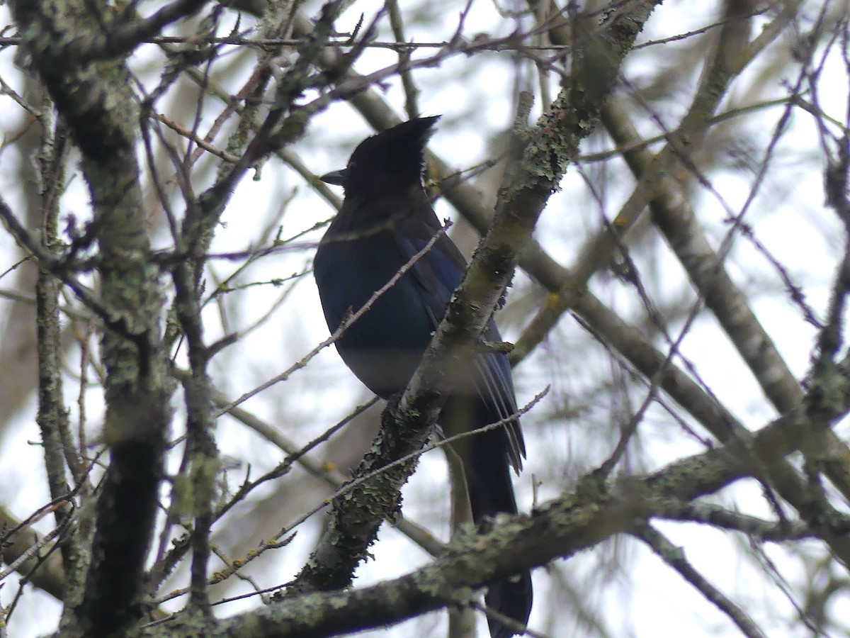 Steller Kargası - ML647002835