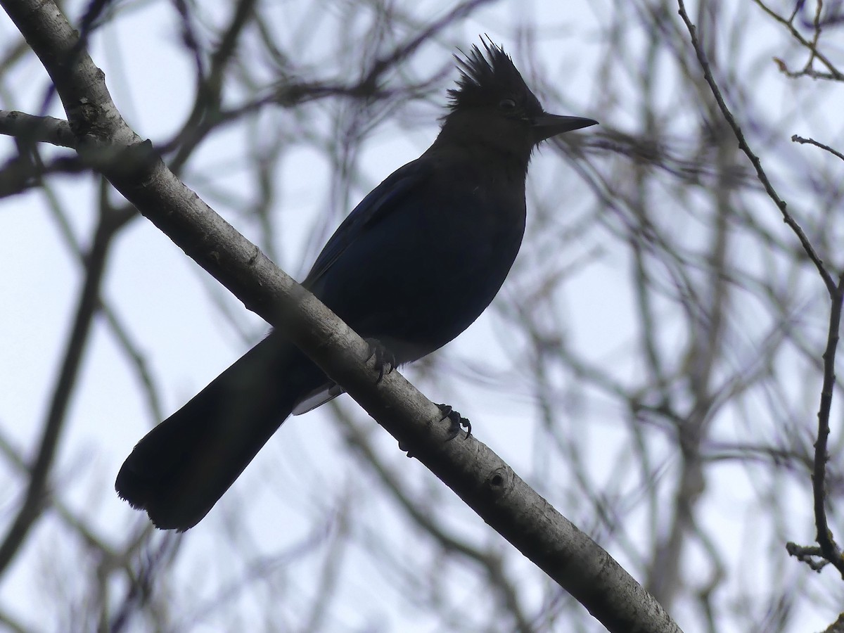 Steller Kargası - ML647002836