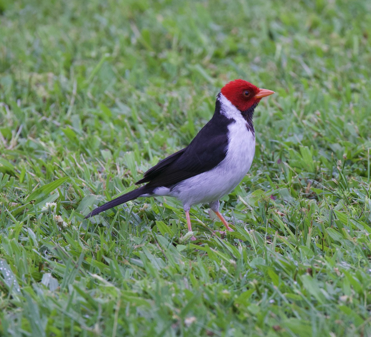 Sarı Gagalı Kardinal - ML647002839