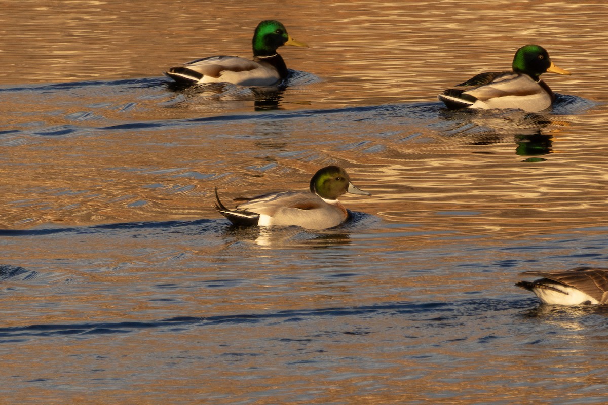 Mallard x Northern Pintail (hybrid) - ML647002840