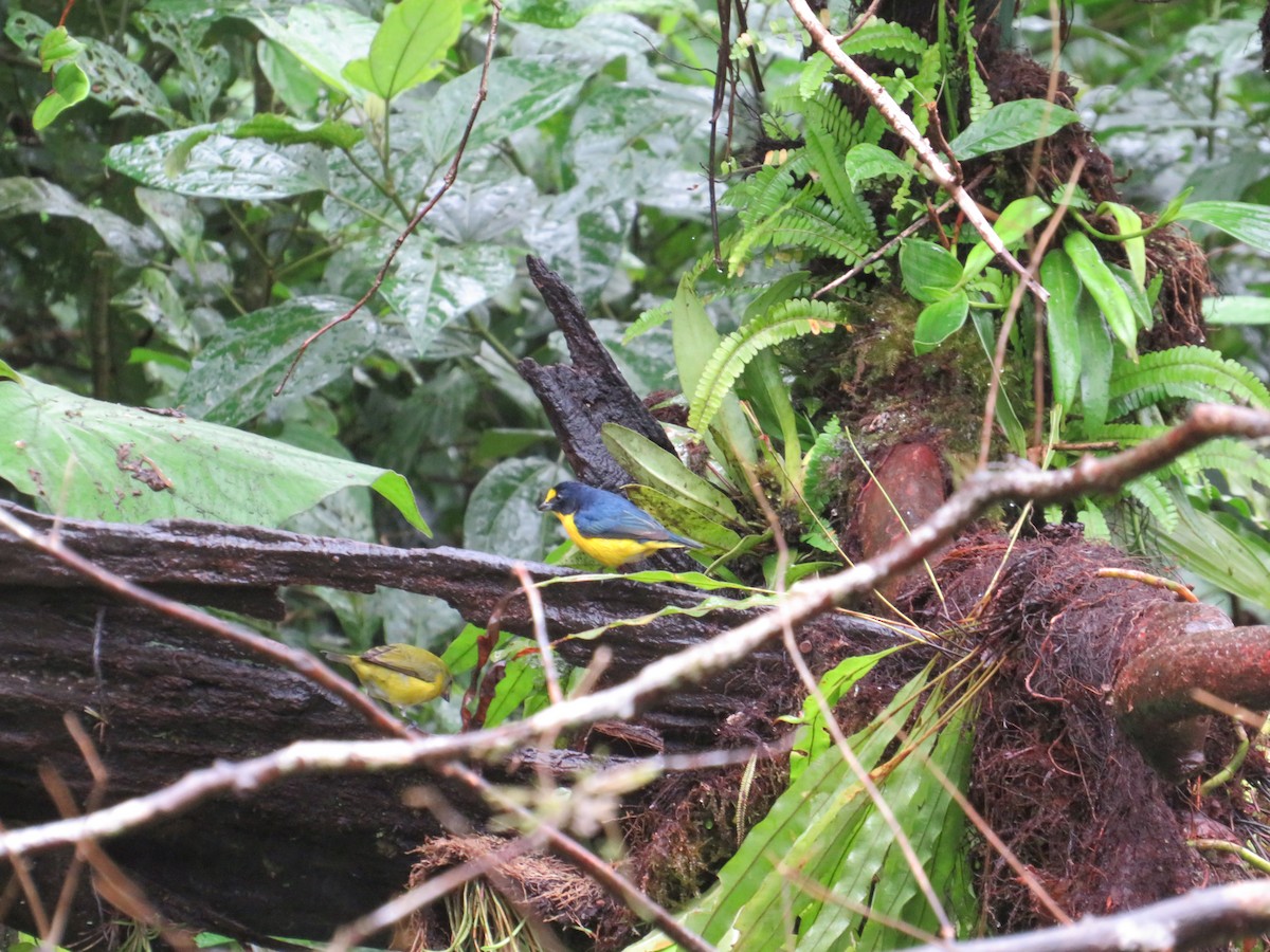 Eufonia Gorjiamarilla - ML647002844