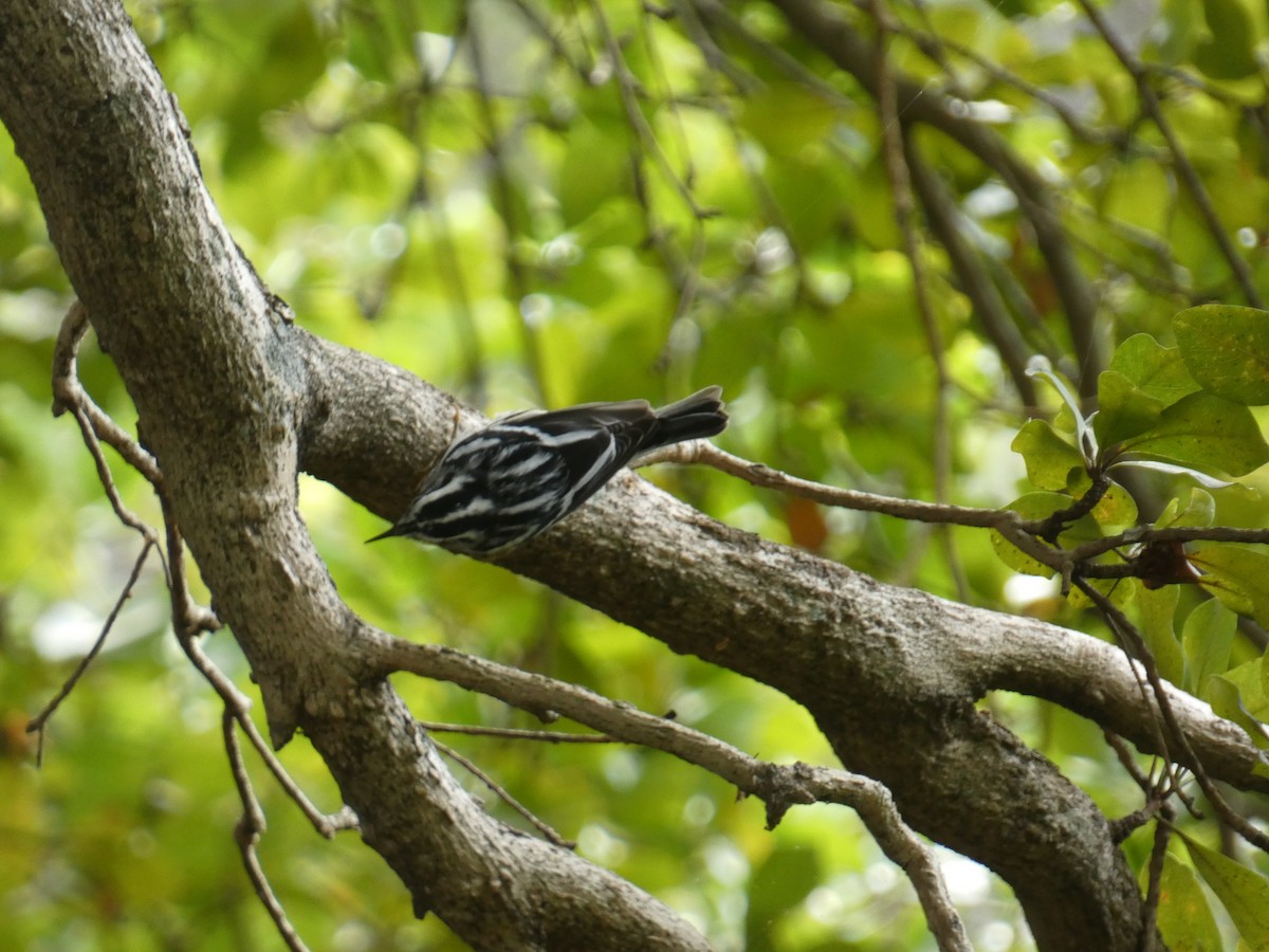 Black-and-white Warbler - ML647002845