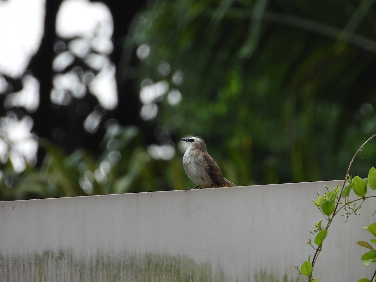 Yellow-vented Bulbul - ML647002848