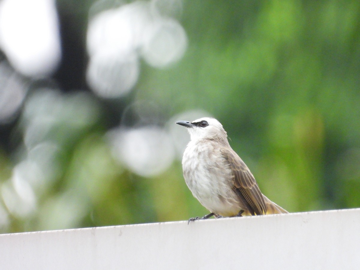 Yellow-vented Bulbul - ML647002849