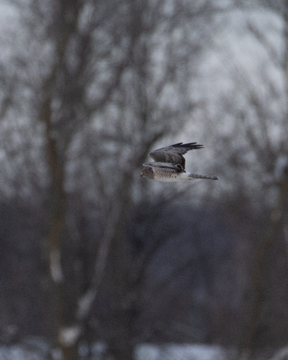 Northern Harrier - ML647002851