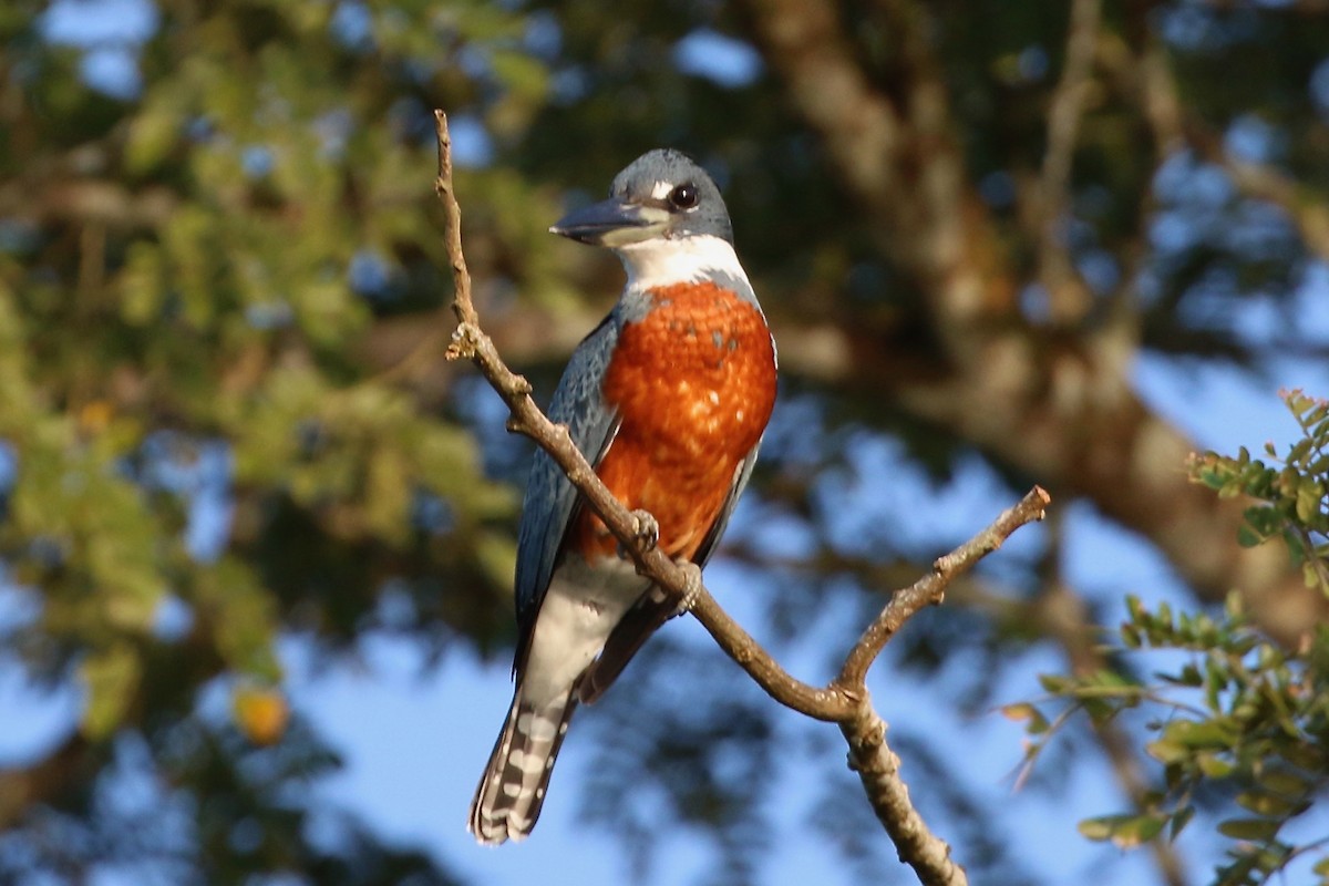 Ringed Kingfisher - ML647002852