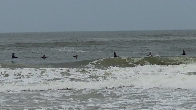 Ohrenscharbe - ML647002853