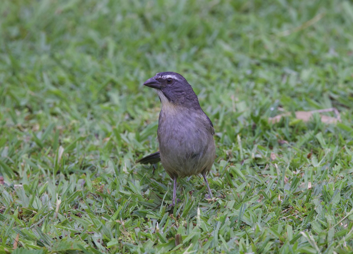 Mavi-Gri Saltator - ML647002855