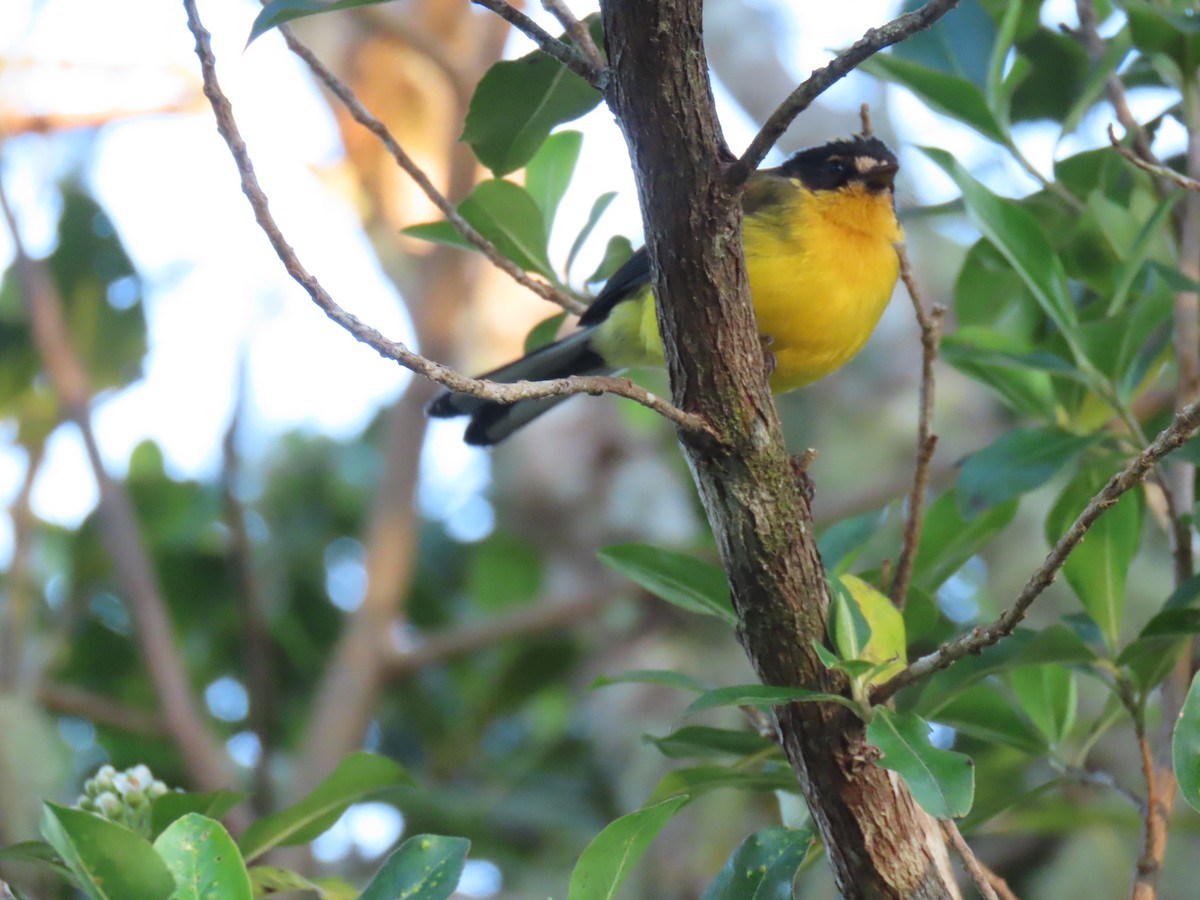 Candelita Coronigualda - ML647002857