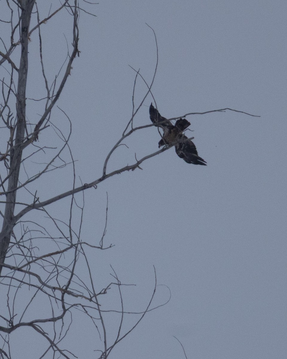 Bald Eagle - ML647002858