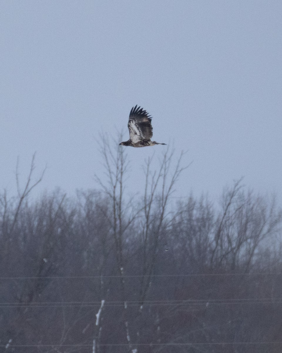 Bald Eagle - ML647002859