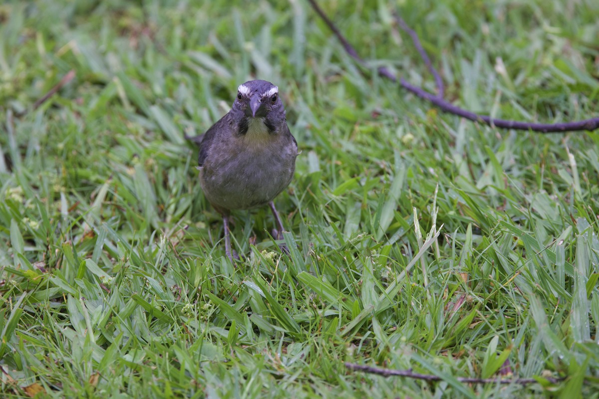 Mavi-Gri Saltator - ML647002868