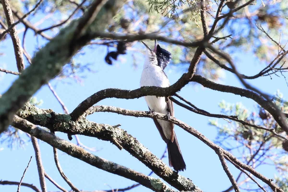 Белогрудая миагра - ML647002869