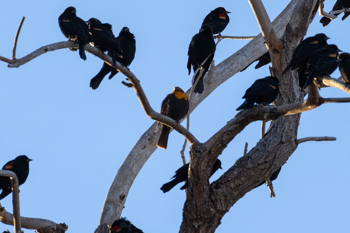 Yellow-headed Blackbird - ML647002870