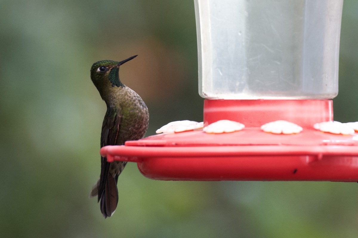 Tyrian Metaltail - ML647002873