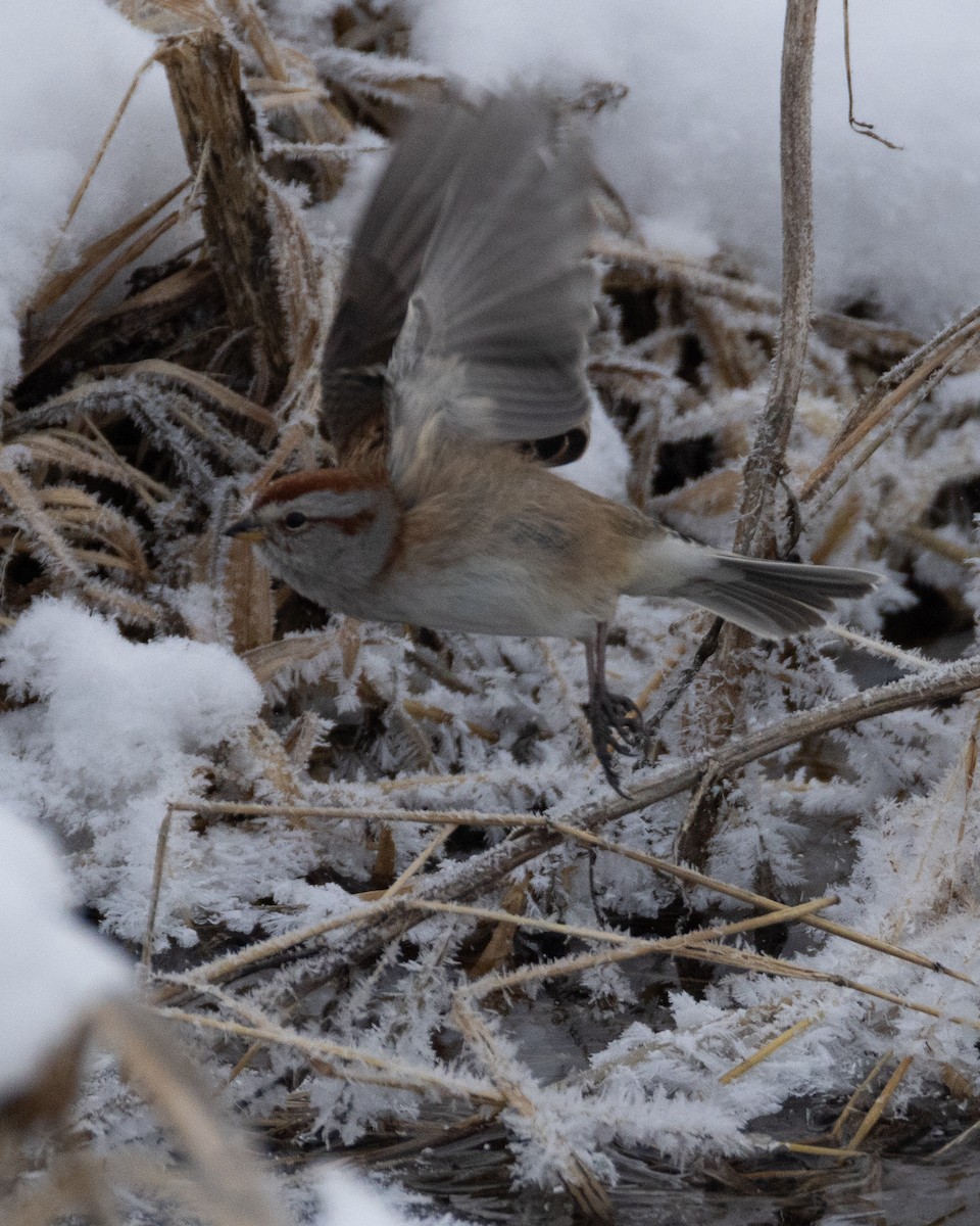 American Tree Sparrow - ML647002874
