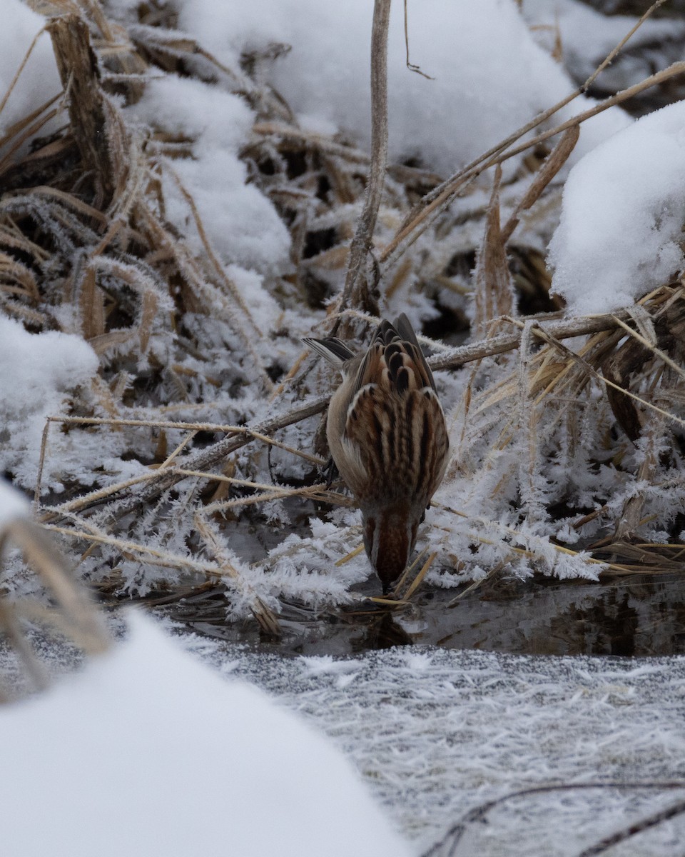American Tree Sparrow - ML647002875
