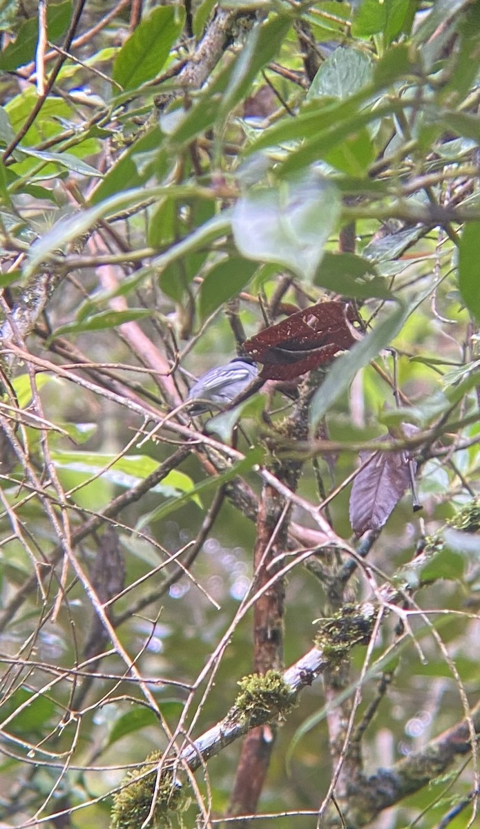 Black-and-white Becard - ML647002877