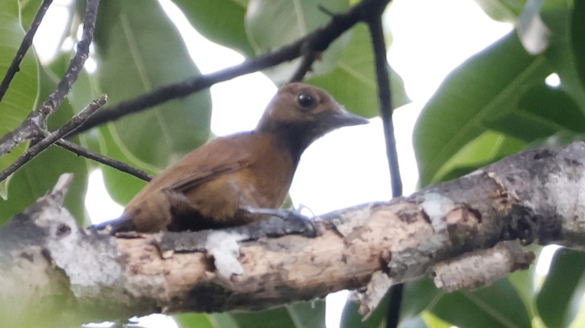 Kül Rengi Ağaçkakan - ML647002878