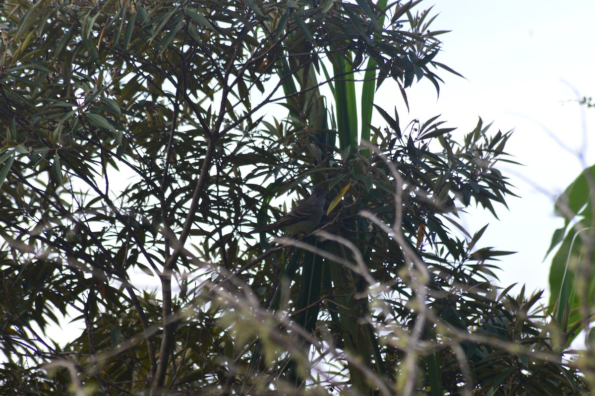 Желтобрюхая эления - ML647002879