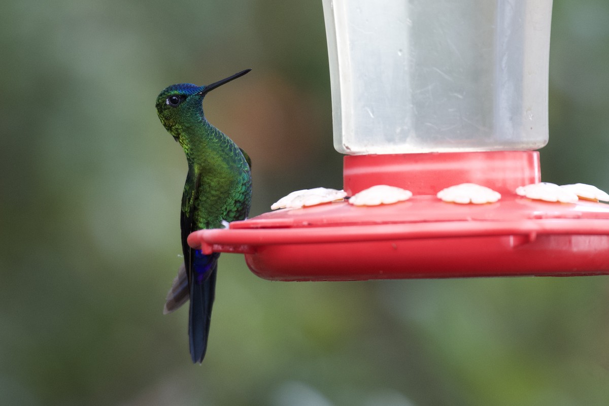 Sapphire-vented Puffleg - ML647002883