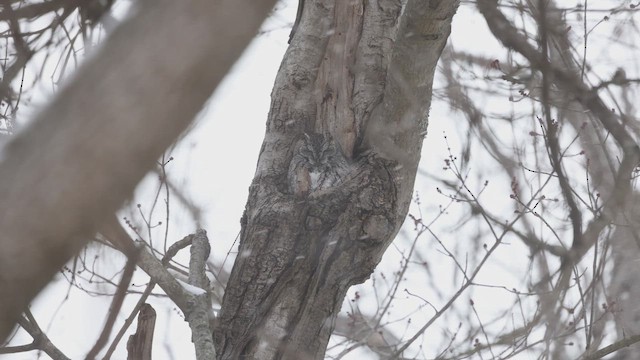 Eastern Screech-Owl (Northern) - ML647002884