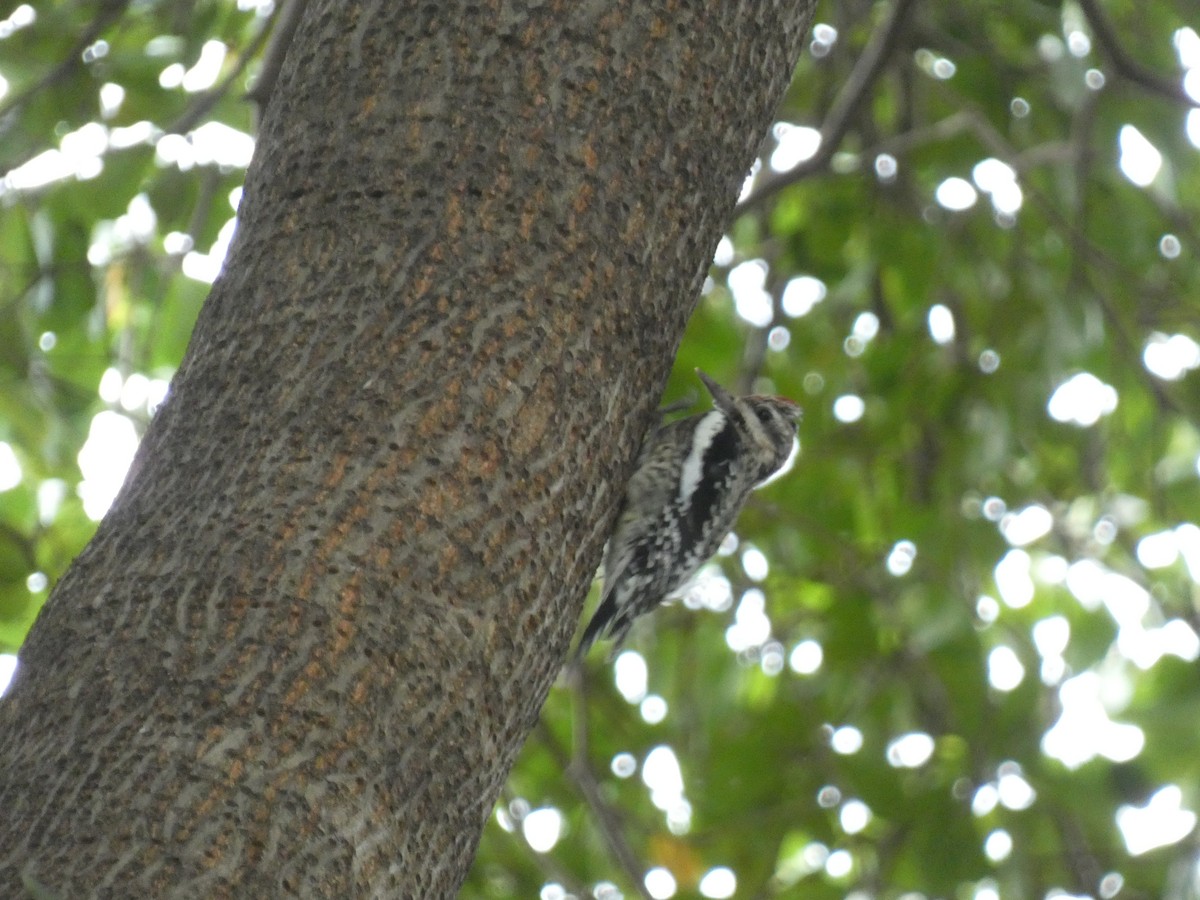 Yellow-bellied Sapsucker - ML647002887