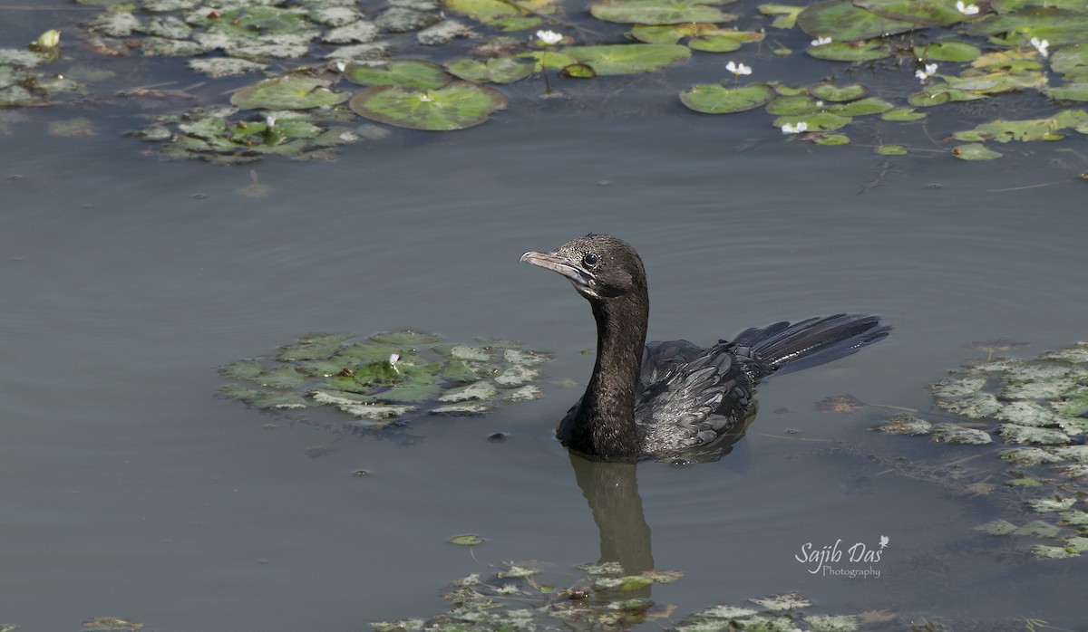 Little Cormorant - ML647002888