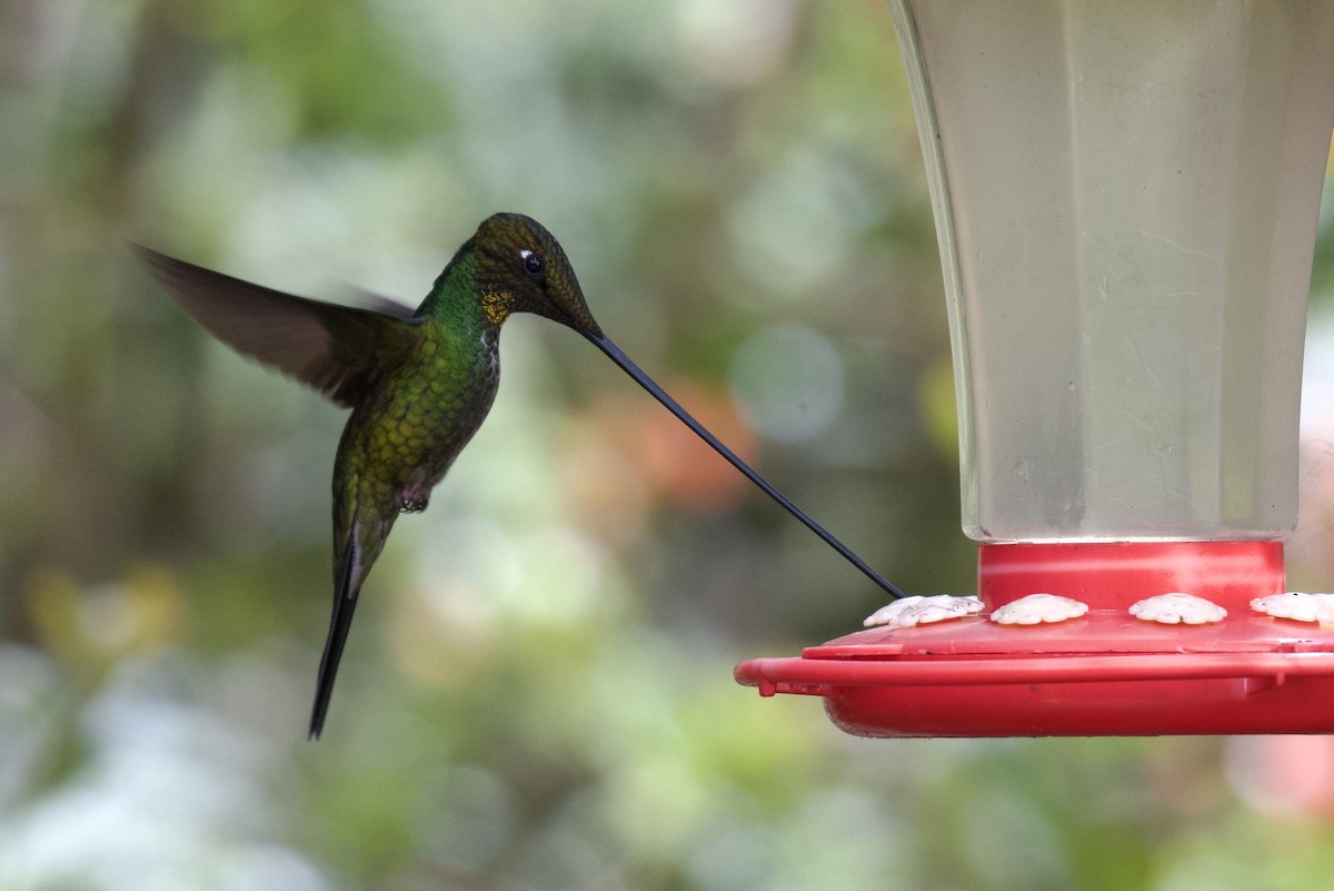 Sword-billed Hummingbird - ML647002889