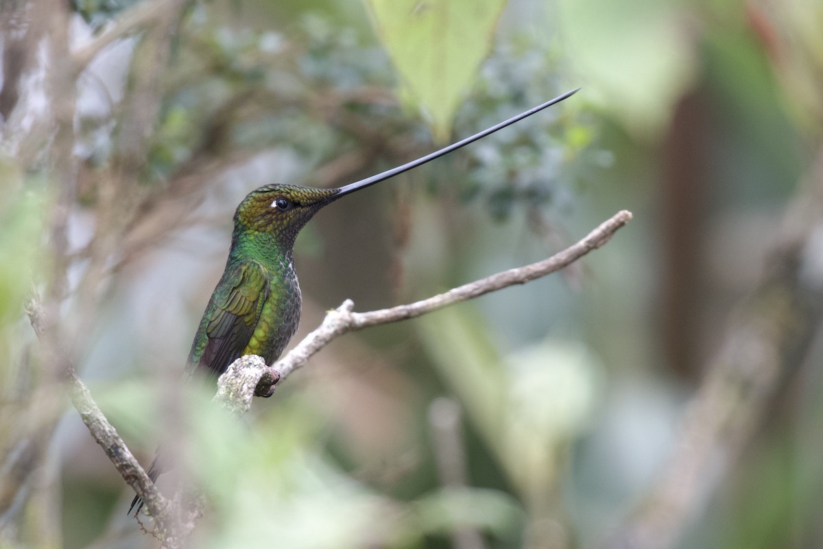 Sword-billed Hummingbird - ML647002890