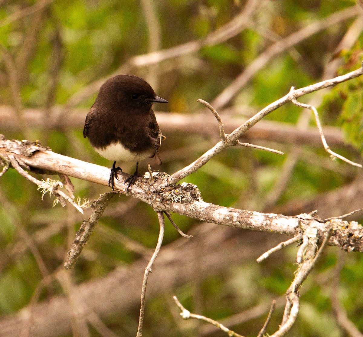 Black Phoebe - ML647002891