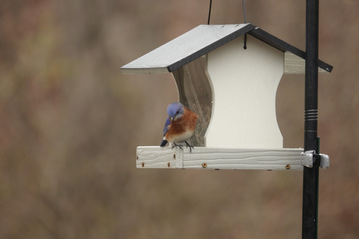 Azulejo Oriental - ML647002899