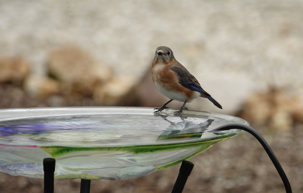 Azulejo Oriental - ML647002900